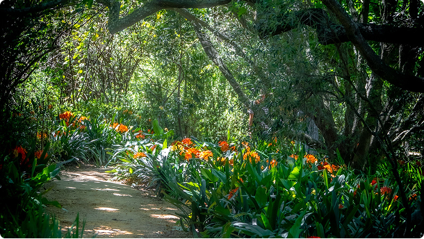 Kirstenbosch in Bloom in Cape Town