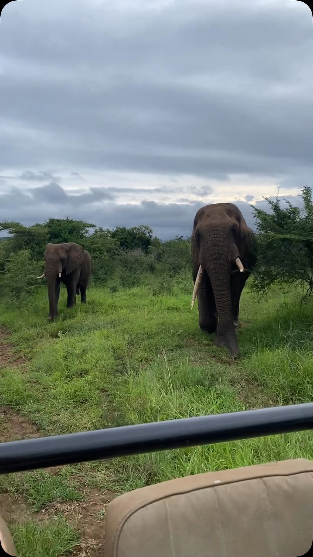 Those early morning game drives 🐘 #gameontravel