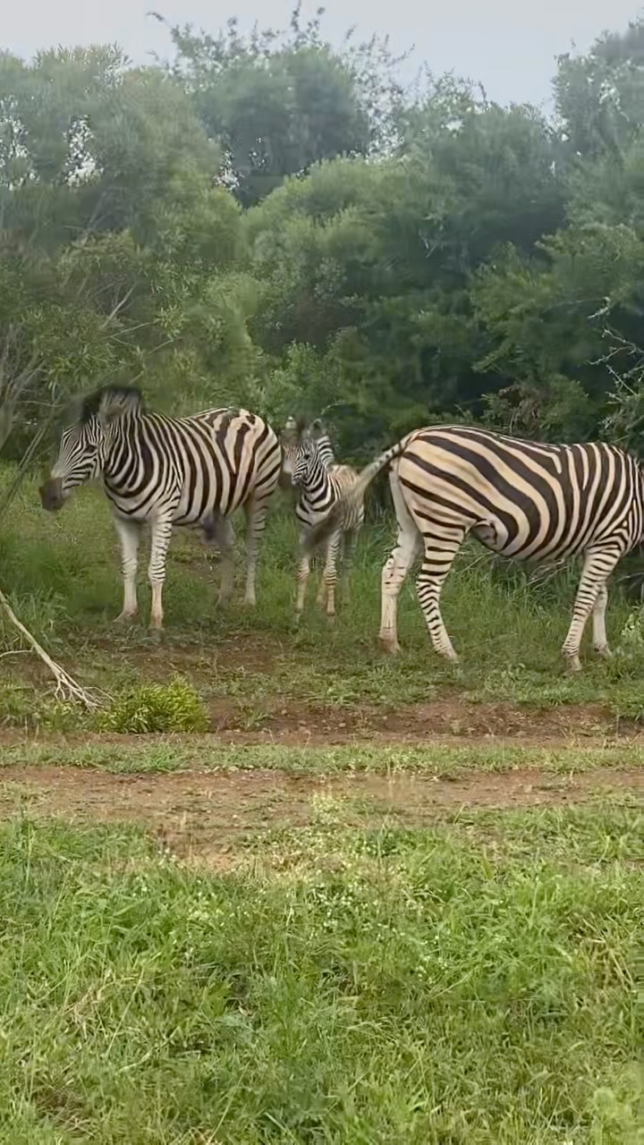 Season 4 of the SA20 was WILD! For season 5 we’re all shook up: 3 brand new 7-day itineraries to see wild cricket and wi